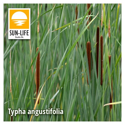 Typha angustifolia / Keskenylevelű gyékény (128)