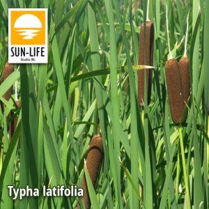 Typha latifolia / Széleslevelű gyékény (129)