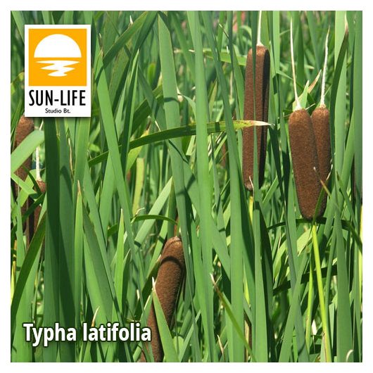 Typha latifolia / Széleslevelű gyékény (129)