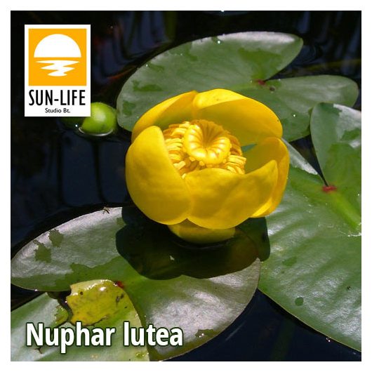 Nuphar lutea / Vízitök (200)