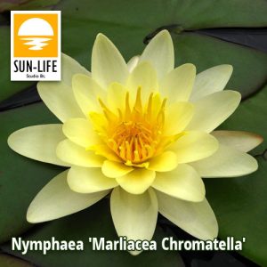 Nymphaea Marliacea Chromatella / Sárga tavirózsa (215)