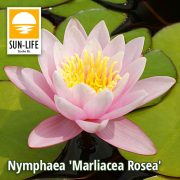 Nymphaea Marliacea Rosea / Rózsaszín tavirózsa (216)