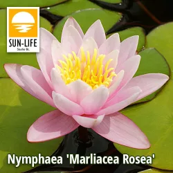 Nymphaea Marliacea Rosea / Rózsaszín tavirózsa (216)