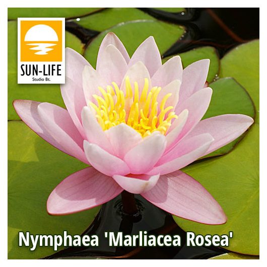 Nymphaea Marliacea Rosea / Rózsaszín tavirózsa (216)