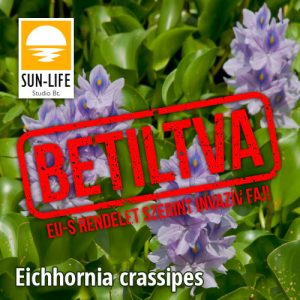 Vízijácint / Eichhornia crassipes (221)