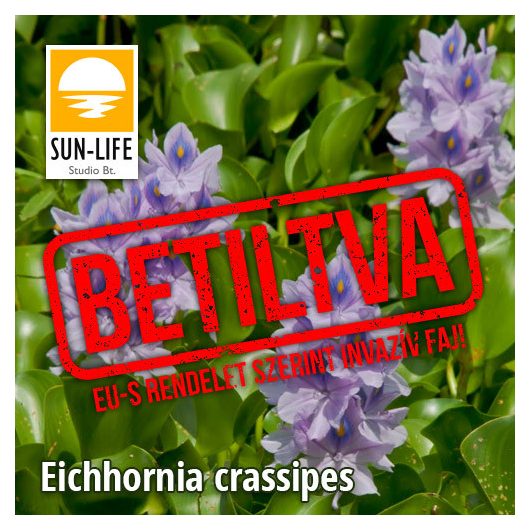 Vízijácint / Eichhornia crassipes (221)