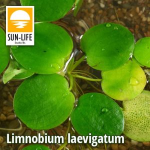 Limnobium laevigatum ( 224 )