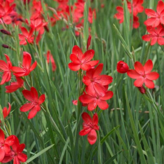 Schizostylis coccinea - Major Piros Kafferliliom (399)