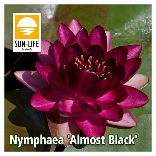 Nymphaea Almost Black (ABL)