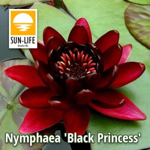Nymphaea Black Princess (BLA)