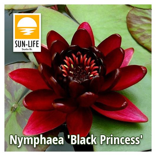 Nymphaea Black Princess (BLA)