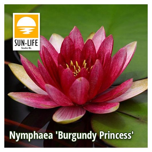 Nymphaea Burgundy Princess (BPR)