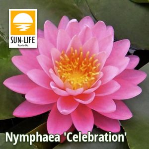 Nymphaea Celebration (CEL)
