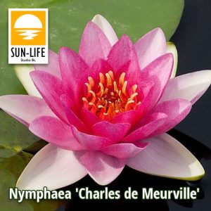 Nymphaea Charles de Meurville ( CHA )