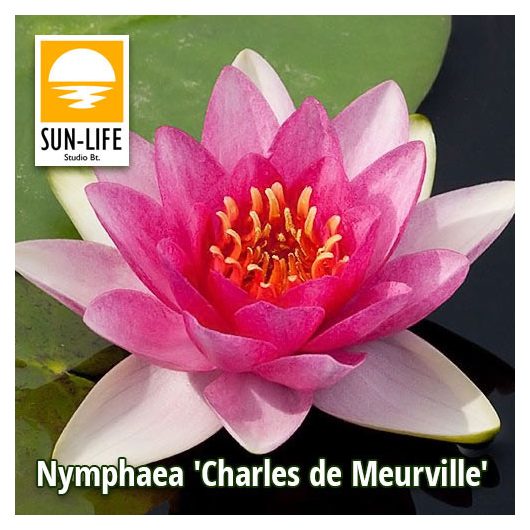 Nymphaea Charles de Meurville ( CHA )