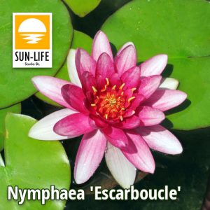 Nymphaea Escarboucle (ESC)