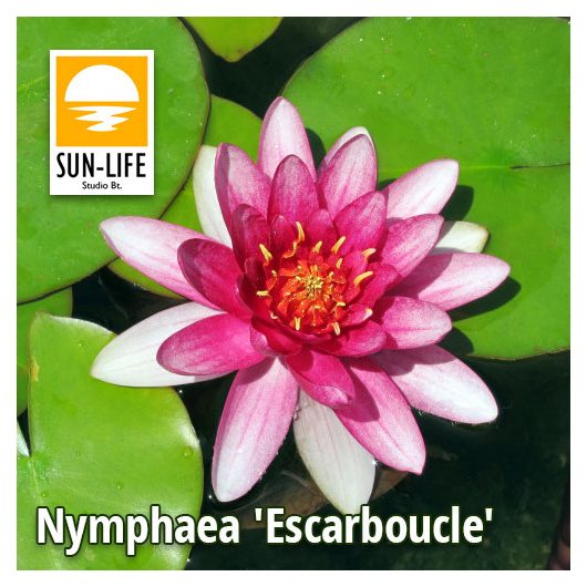 Nymphaea Escarboucle (ESC)