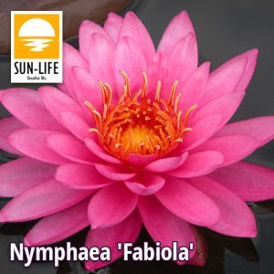 Nymphaea fabiola (FAB)