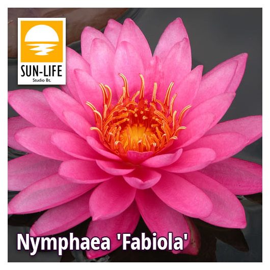 Nymphaea fabiola (FAB)