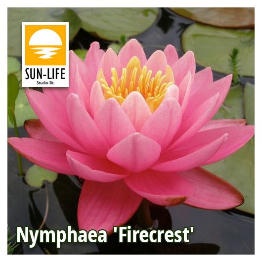 Nymphaea Firecrest (FIR)