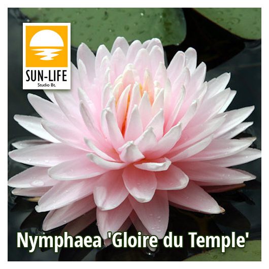 Nymphaea Gloire du Temple sur Lot  (GLO)