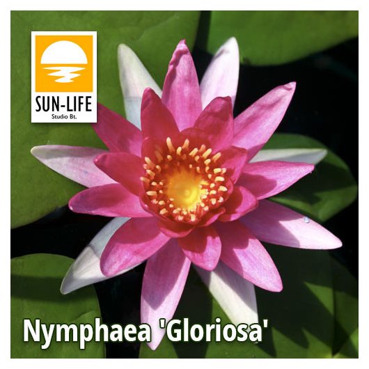 Nymphaea Gloriosa (GRI)