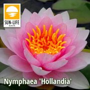 Nymphaea Hollandia ( HOL )