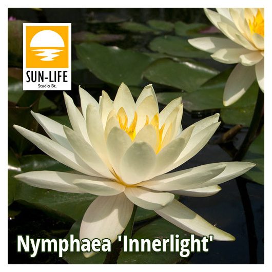 Nymphaea Inner Light (INN)