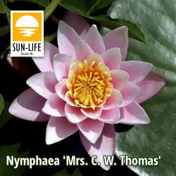 Nymphaea MS. CW. Thomas (MCT)