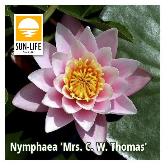 Nymphaea MS. CW. Thomas (MCT)