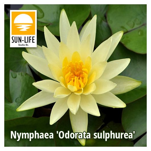 Nymphaea Odorata sulphurea ( ODO )