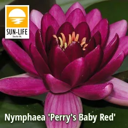Nymphaea Perrys baby red ( PBA )
