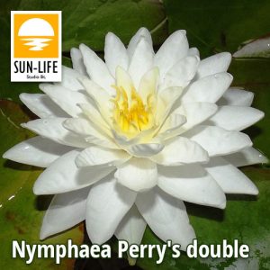 Nymphaea Perrys double white