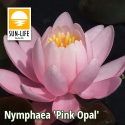 Nymphaea Pink Opal  (POP)