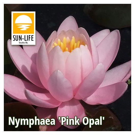 Nymphaea Pink Opal  (POP)