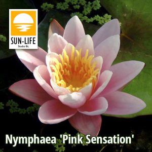 Nymphaea Pink Sensation (PSE)
