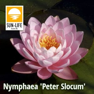 Nymphaea Peter Slocum (PSL)