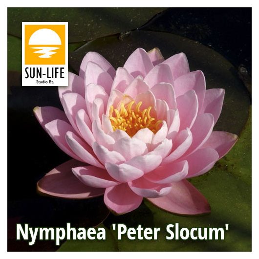 Nymphaea Peter Slocum (PSL)