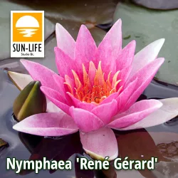 Nymphaea René Gérard (REN)