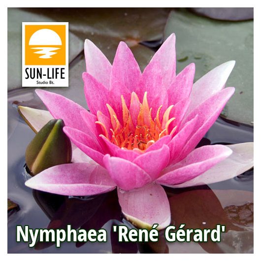 Nymphaea René Gérard (REN)