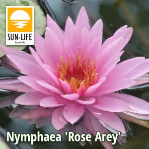 Nymphaea Rose arey