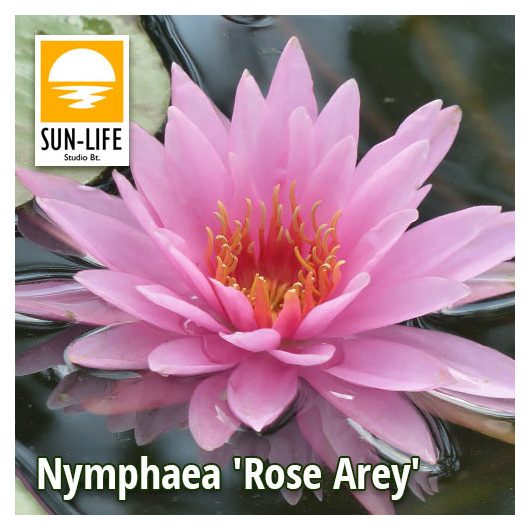 Nymphaea Rose arey