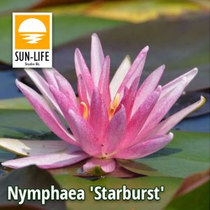 Nymphaea Starburst (STA)