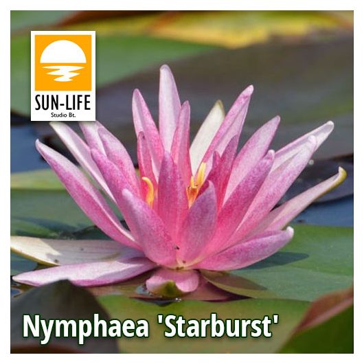 Nymphaea Starburst (STA)