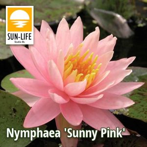 Nymphaea sunny pink ( SUN )