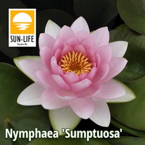 Nymphaea Sumptuosa (SUP)