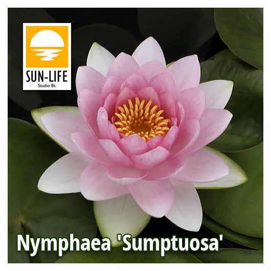Nymphaea Sumptuosa (SUP)