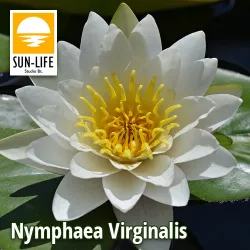 Nymphaea Virginalis ( VIR )