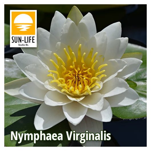 Nymphaea Virginalis ( VIR )