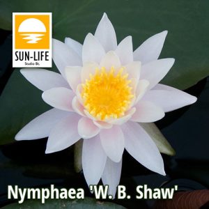 Nymphaea W. B. Shaw (WBS)